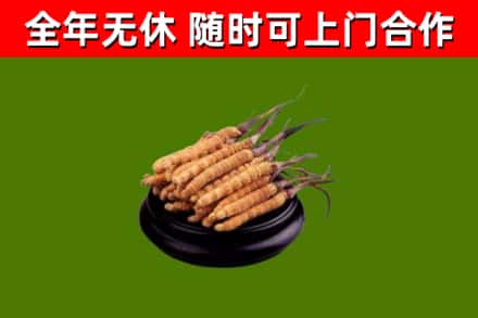 上党回收冬虫夏草